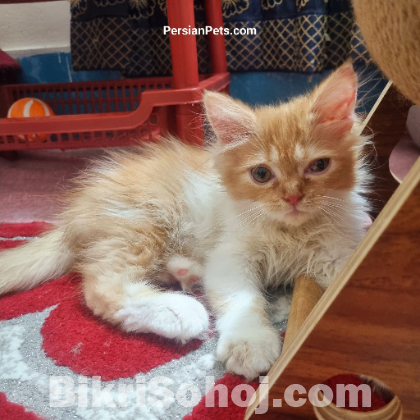 persian male cat kitten